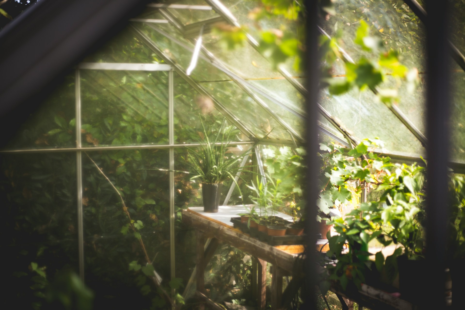 thomas-verbruggen-cVYLIzF6Gh0-unsplash Shockgarden.com : tout sur le jardin et l'aménagement extérieur